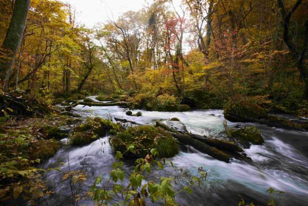 【奥入瀬渓流ホテル】静かな早朝の奥入瀬渓流で、紅葉が一番色鮮やかなスポットで塗り絵を楽しむアクティビティ「渓流紅葉塗り絵」が新登場｜提供期間：2022年10月15日～11月6日
