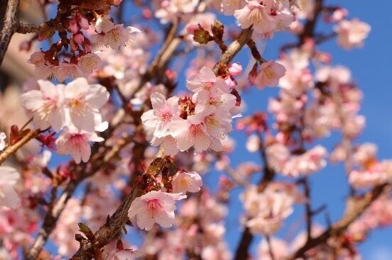 ２０２３年１月１０日再開、「全国旅行支援」を使って早咲きの梅や桜を愛でる旅へ。大江戸温泉物語 伊豆４宿を拠点に楽しむ春の花とまんぞくバイキング。