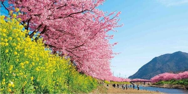 ２０２３年１月１０日再開、「全国旅行支援」を使って早咲きの梅や桜を愛でる旅へ。大江戸温泉物語 伊豆４宿を拠点に楽しむ春の花とまんぞくバイキング。