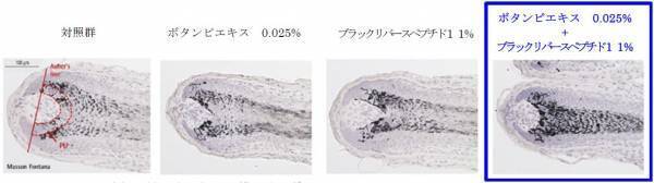 白髪改善（および黒髪の維持）研究の成果を世界最大級の毛髪学会で発表