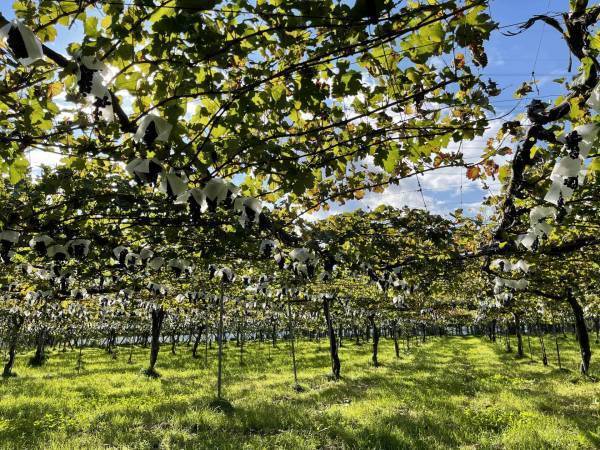 【界 松本】「信州ワインのパイオニア園で醸造家の世界観を知る収穫・試飲体験」開催 ～職人、生産者と行うご当地文化体験「手業(てわざ)のひととき」・秋～｜期間：2022年9月1日～10月10日