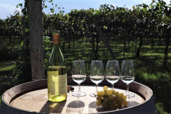 【界 松本】「信州ワインのパイオニア園で醸造家の世界観を知る収穫・試飲体験」開催 ～職人、生産者と行うご当地文化体験「手業(てわざ)のひととき」・秋～｜期間：2022年9月1日～10月10日