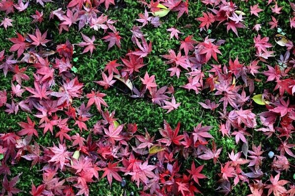 【11月11日更新】10月中旬～東京の紅葉シーズン到来！都内の由緒正しい絶景9庭園を巡る「紅葉めぐりスタンプラリー」を開催