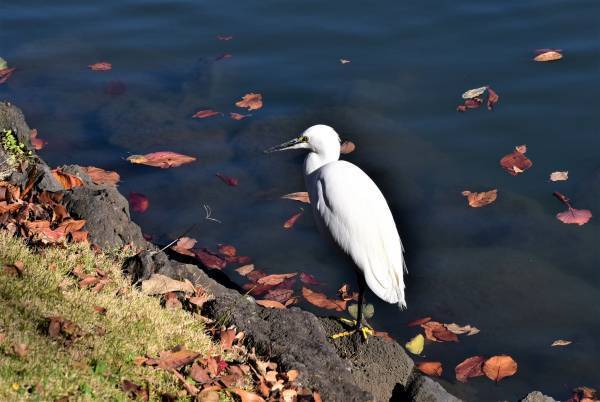 【11月11日更新】10月中旬～東京の紅葉シーズン到来！都内の由緒正しい絶景9庭園を巡る「紅葉めぐりスタンプラリー」を開催