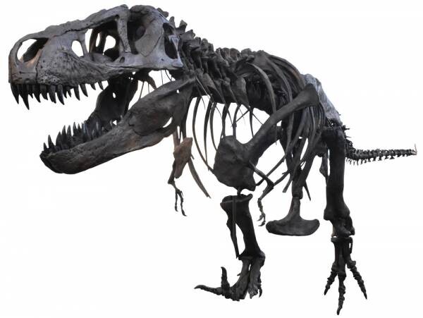 企画展「ティラノサウルス展 ～T.rex 驚異の肉食恐竜～」を開催