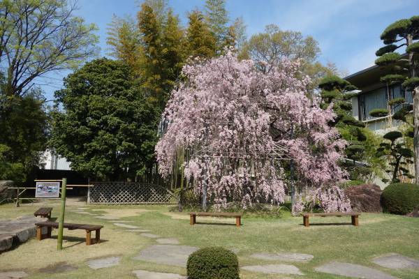 【春季企画展 田島周吾　日本画の世界】令和4年4月2日（土）～令和4年5月8日（日）京都やわた・松花堂美術館にて開催