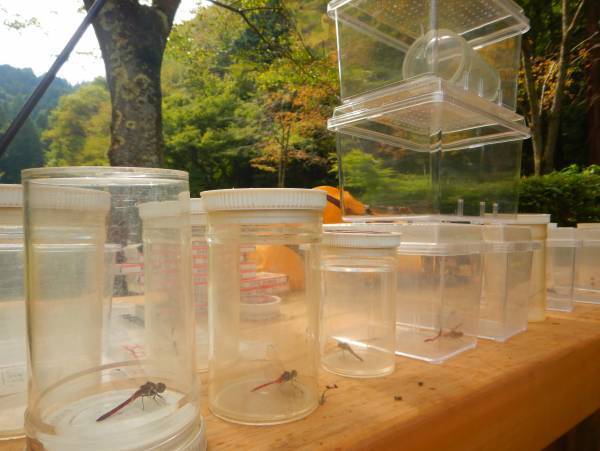 小峰公園で赤トンボをさがそう！10月15日（土）開催