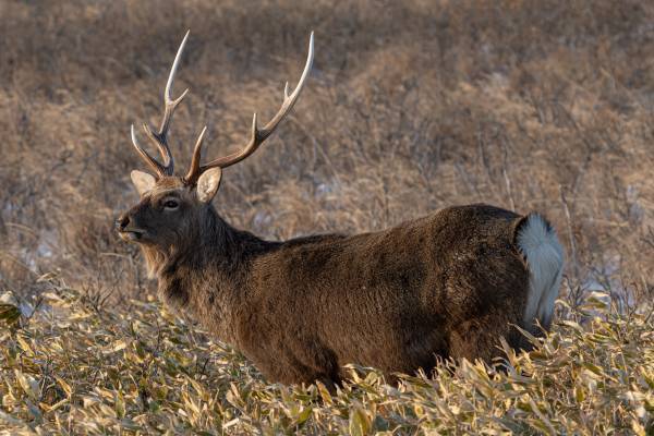 自然を守る北海道猟師を応援！“3D×エシカルスニーカー”の クラウドファンディングを1月20日よりMakuakeにて開始！