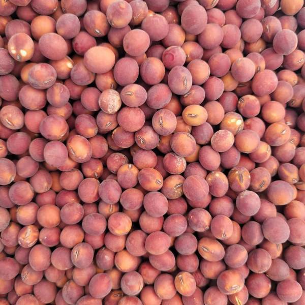 自然栽培大豆100％で作る、添加物など一切不使用の発酵食品