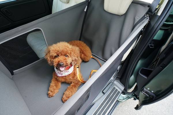 【界×スターフライヤー】「飛行機内も宿泊も愛犬と一緒に過ごす温泉旅プラン」販売開始｜期間：2022年10月30日～2023年3月24日