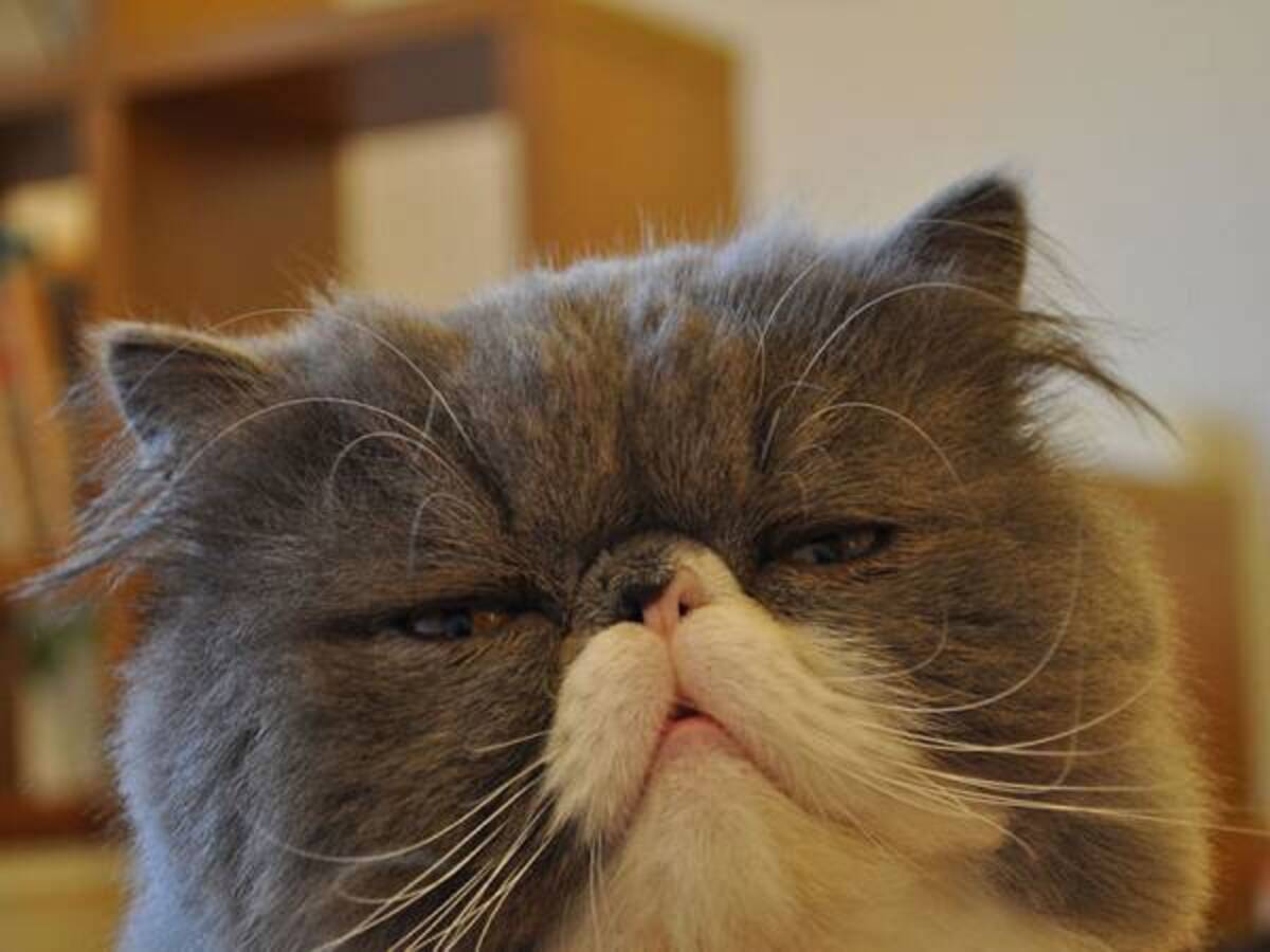 猫種図鑑 エキゾチックショートヘアの歴史 性格 飼い方について知ろう 22年6月27日 ウーマンエキサイト