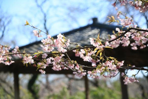 神代植物公園【期間限定ウェディングフォトプラン】を実施します！令和4年11月23日（水・祝）～令和5年3月19日（日）