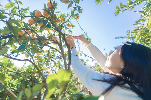 【期間限定】「フルーツライド~岡垣みかん編~」予約開始します！｜ 期間:11月5日～11月28日