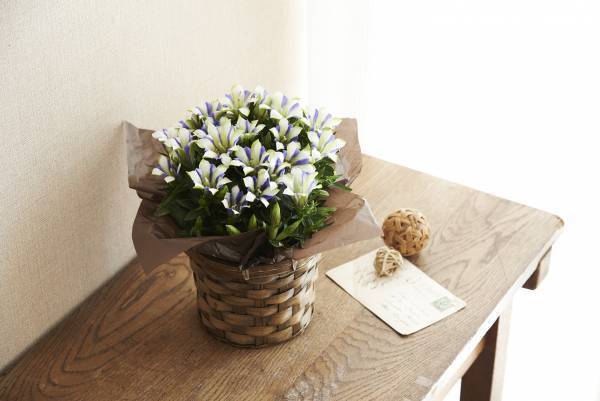 敬老の日ギフトにおすすめ。和装通販京都きもの町が期間限定でフラワーギフトを販売開始。