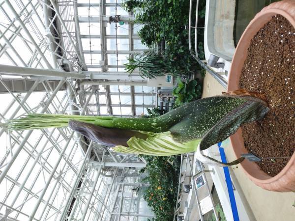【神代植物公園　臨時開園のお知らせ】世界最大級の花“ショクダイオオコンニャク”が開花間近のため12月12日（月）も臨時開園いたします！