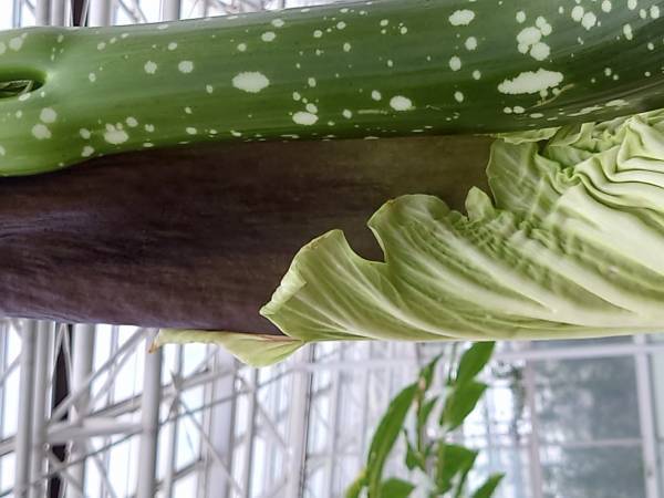 【神代植物公園　臨時開園のお知らせ】世界最大級の花“ショクダイオオコンニャク”が開花間近のため12月12日（月）も臨時開園いたします！