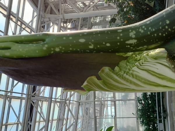 【神代植物公園　臨時開園のお知らせ】世界最大級の花“ショクダイオオコンニャク”が開花間近のため12月12日（月）も臨時開園いたします！