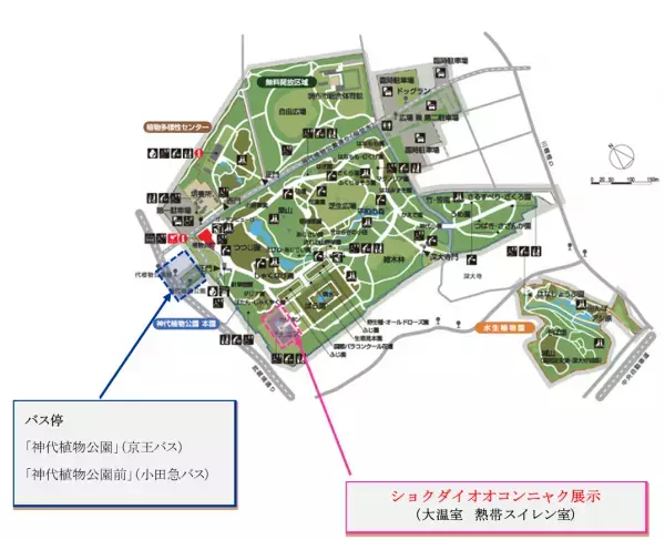 【神代植物公園　臨時開園のお知らせ】世界最大級の花“ショクダイオオコンニャク”が開花間近のため12月12日（月）も臨時開園いたします！