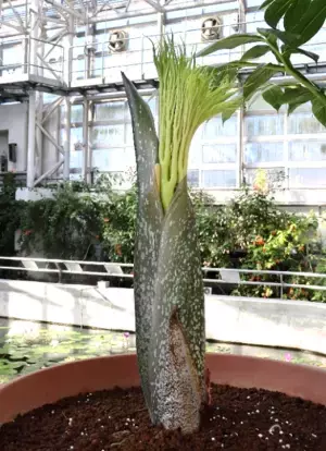 【神代植物公園　臨時開園のお知らせ】世界最大級の花“ショクダイオオコンニャク”が開花間近のため12月12日（月）も臨時開園いたします！