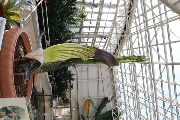 【神代植物公園　臨時開園のお知らせ】世界最大級の花“ショクダイオオコンニャク”が開花間近のため12月12日（月）も臨時開園いたします！