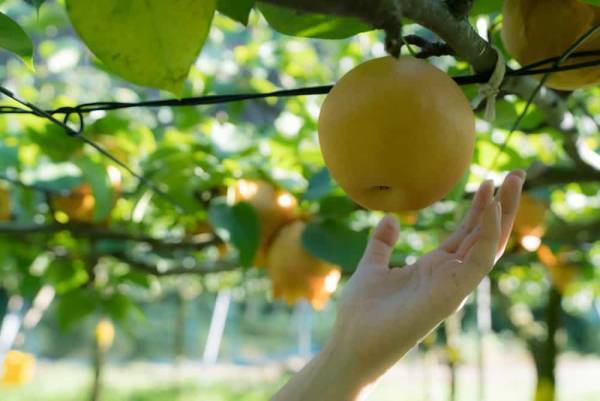 【BEB5土浦】秋が旬の梨狩り＆手作りパフェ体験ができる「梨狩りサイクリング」開催｜期間：2022年9月1日～30日