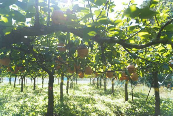 【BEB5土浦】秋が旬の梨狩り＆手作りパフェ体験ができる「梨狩りサイクリング」開催｜期間：2022年9月1日～30日