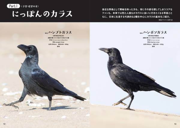 多彩なしぐさと表情にカラス愛がとまらない！！新刊『にっぽんカラス遊戯 スーパービジュアル版』5月6日発売！