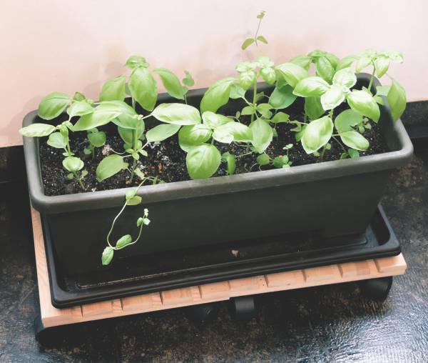 「手軽に楽しくハーブを育てよう！」オーサムストアのガーデニングツールで“春の楽しみ”増やしませんか？