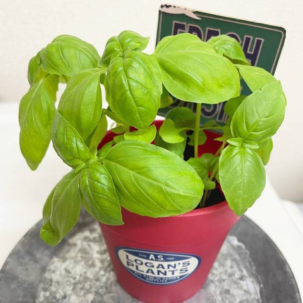 「手軽に楽しくハーブを育てよう！」オーサムストアのガーデニングツールで“春の楽しみ”増やしませんか？