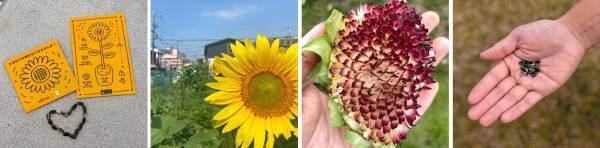 マイファームとAllbirdsが協同で気候変動を逆転させる新プロジェクト「ひまわりを咲かせてみませんか？」を3月7日開始