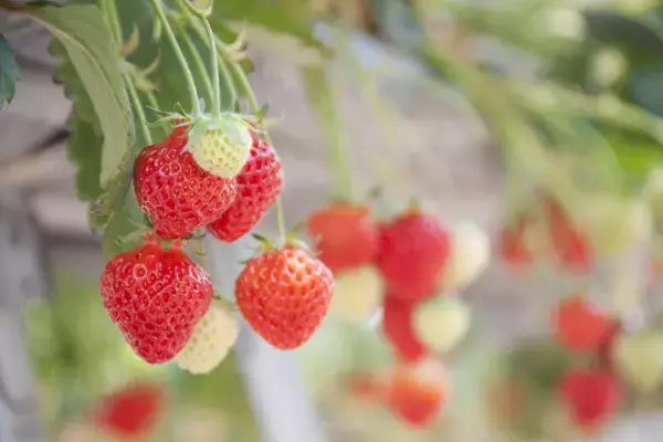 言葉では語れない、新潟県オリジナルのいちご！ 産地直送通販サイト「ＪＡタウン」で新潟県産いちご「越後姫」が販売開始！