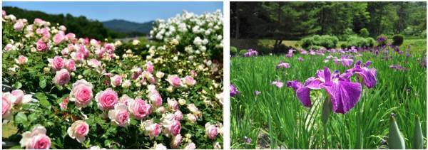 新潟県の地域ブロック割【使っ得！にいがた県民割キャンペーン】が期間延長、対象県民追加。キャンペーンを使って、大江戸温泉物語 瀬波温泉 汐美荘（新潟県 村上市）にお得に宿泊！