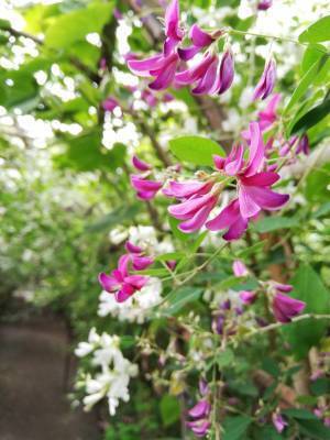 向島百花園『萩まつり』開催。９月17日（土）～10月２日（日）