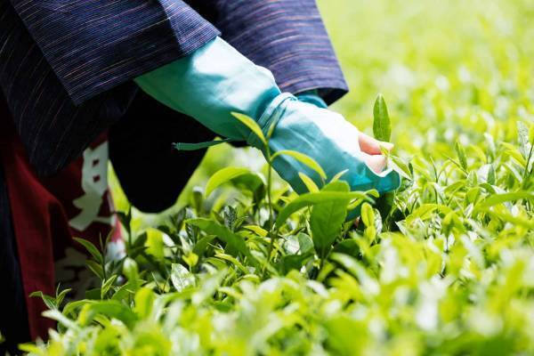 【界 遠州】「自然の恵みをまるごと感じる新茶摘みと製茶体験」開催　浜名湖ビューでティータイム｜期間：2022年5月21日～6月23日