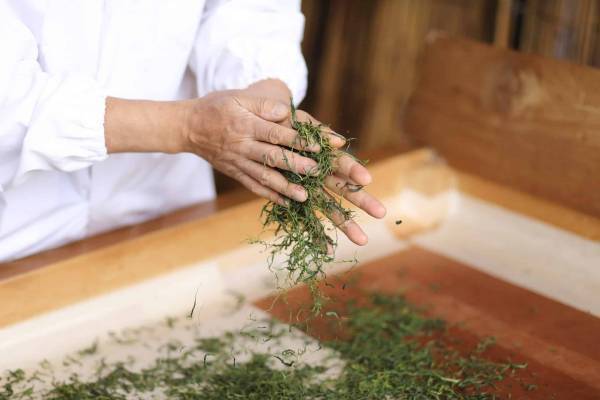 【界 遠州】「自然の恵みをまるごと感じる新茶摘みと製茶体験」開催　浜名湖ビューでティータイム｜期間：2022年5月21日～6月23日