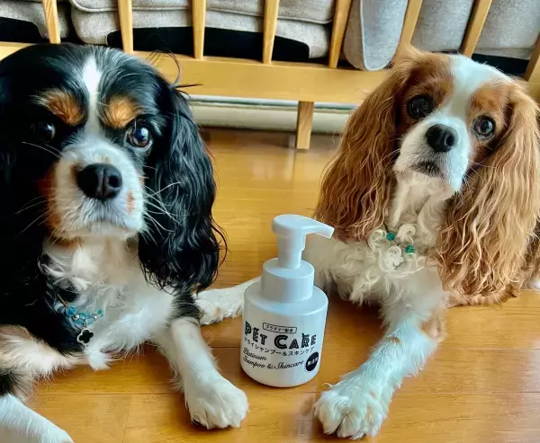 流す必要の無いペット用ドライシャンプー「PETCARE（ペットケア）」12/1公式販売開始