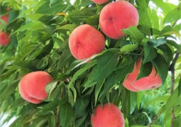 【磐梯山温泉ホテル】かき氷からカクテルまで！「はらくっち桃フェス」開催｜期間：2022年7月9日～8月31日