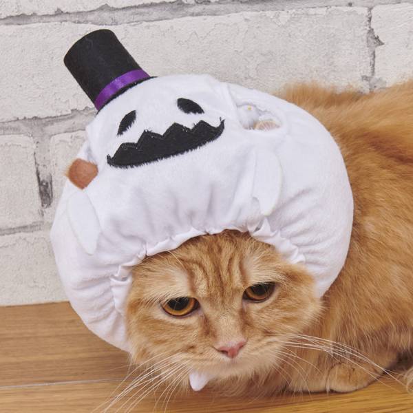 毎年恒例！ペット向けハロウィーンアイテムが登場！大切なワンちゃん・ネコちゃんとハロウィーンを楽しもう！