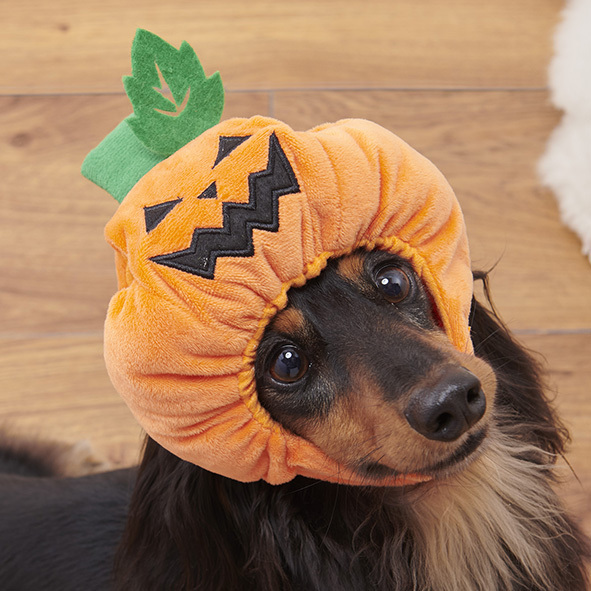 毎年恒例！ペット向けハロウィーンアイテムが登場！大切なワンちゃん・ネコちゃんとハロウィーンを楽しもう！