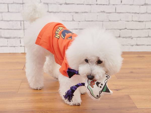 毎年恒例！ペット向けハロウィーンアイテムが登場！大切なワンちゃん・ネコちゃんとハロウィーンを楽しもう！
