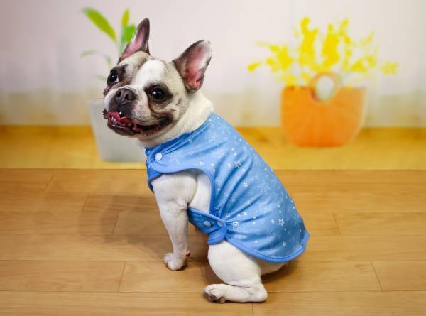 わんこも日焼け予防？！わんこの紫外線対策。わんこ専用UVカットウェアが２月２１日に新発売！