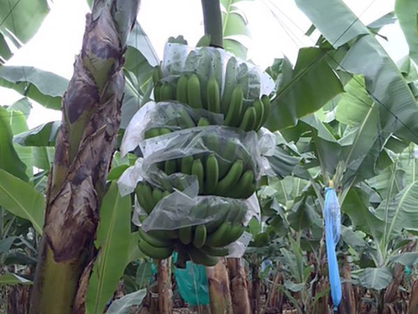 【ライフ】その甘さはまさに“プラチナ級”！首都圏で年間46万個を売り上げた「ライフプレミアム　フィリピン産プラチナスウィーツバナナ」を近畿圏ライフで販売開始