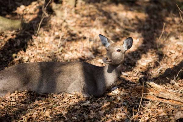 【星のや富士】「命と食を学ぶ狩猟体験ツアー」開催　～地元猟師の狩猟を見学、大人の食育～｜期間：2022年10月7日〜12月16日　毎週金曜日限定