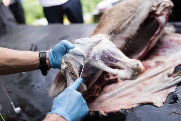 【星のや富士】「命と食を学ぶ狩猟体験ツアー」開催　～地元猟師の狩猟を見学、大人の食育～｜期間：2022年10月7日〜12月16日　毎週金曜日限定