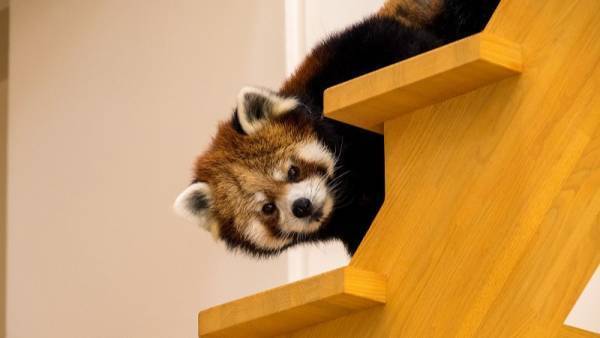 【茨城県日立市】大人気イベント『夜の動物園』開催！