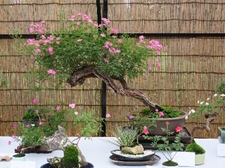 神代植物公園「秋のバラフェスタ」10月４日（火）～10月30日（日）