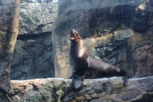 東北最大級の水族館見学や昨年運航開始の遊覧船に乗船する いわき日帰りバスツアーを9/18、24、25に開催