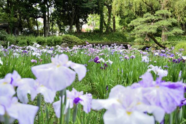 5月28日～6月12日、清澄庭園にて「花菖蒲と遊ぶ」イベント開催いたします。