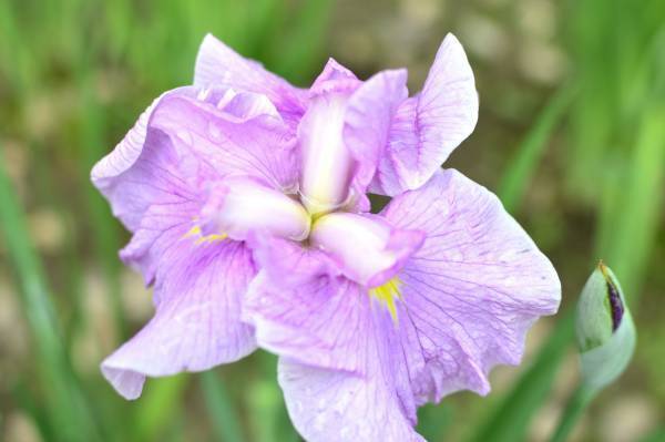 5月28日～6月12日、清澄庭園にて「花菖蒲と遊ぶ」イベント開催いたします。