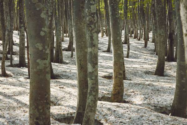 【奥入瀬渓流ホテル】約1ヵ月限定の特別な景色を満喫する「春の根びらきさんぽ」実施 ～根びらきストレッチと根びらきドリンクでリフレッシュ～｜開催期間：2022年5月9日～22日